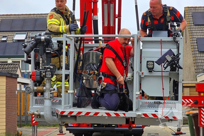 Kat in het bakkie voor Torito