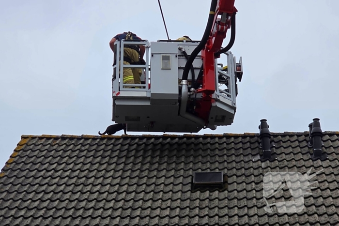 Kat in het bakkie voor Torito