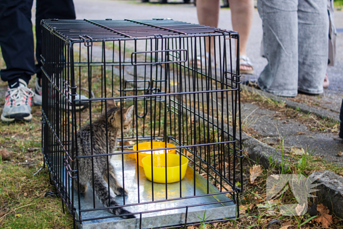 Kittens en kat gered bij brand in woning