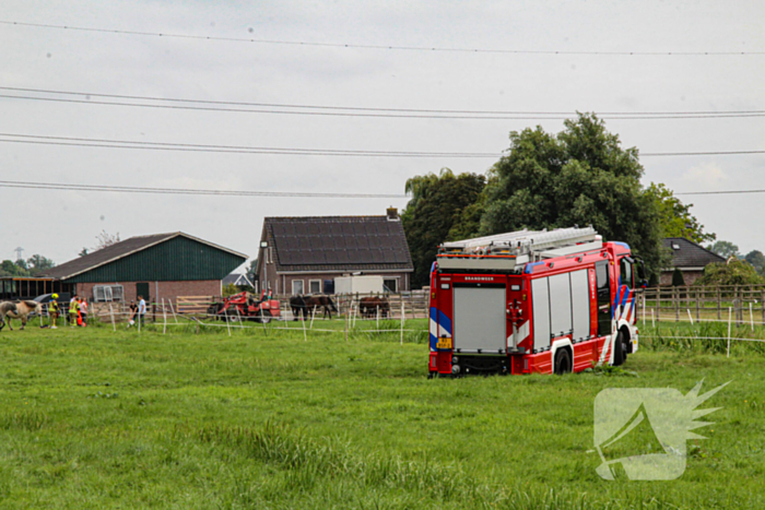 Paard in het water gered door brandweer