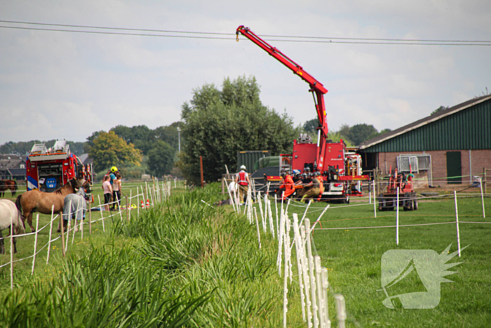 Paard in het water gered door brandweer