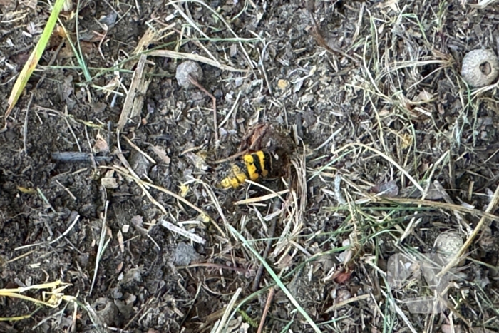 Camper botst tegen boom door bij