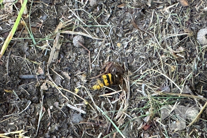 Camper botst tegen boom door bij