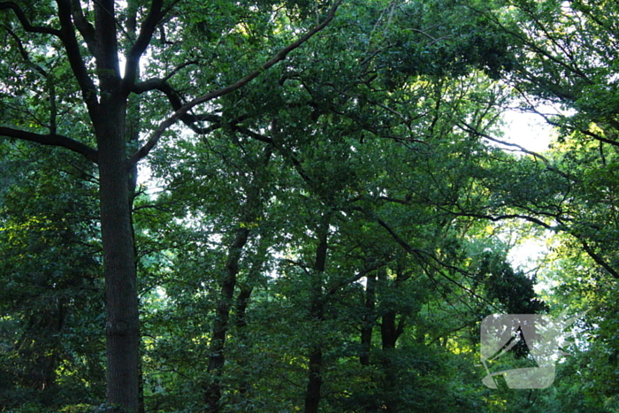 Hoogwerker in storing tijdens verwijderen tak