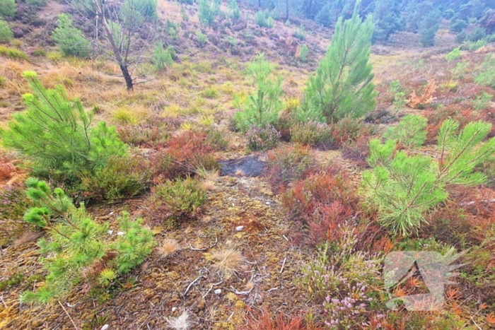 Heidebrand veroorzaakt forse schade