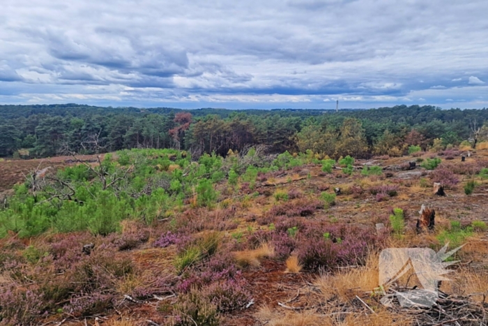 Heidebrand veroorzaakt forse schade