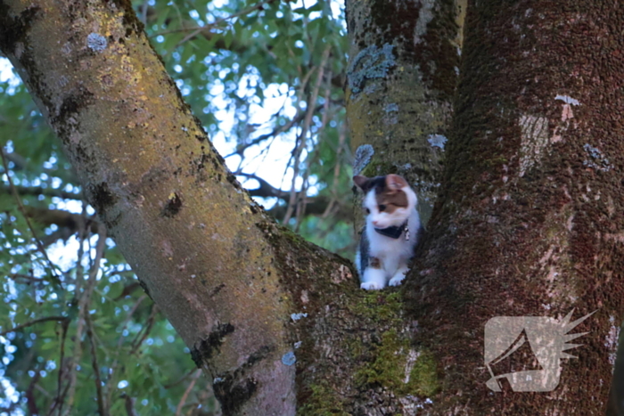 Kat Tigger uit boom gered