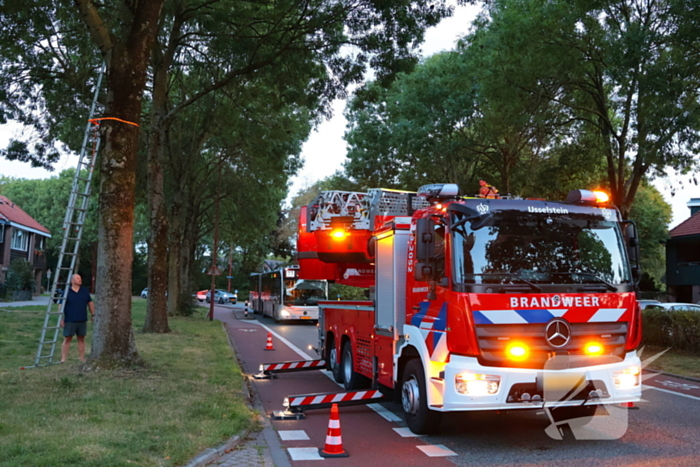 Kat Tigger uit boom gered