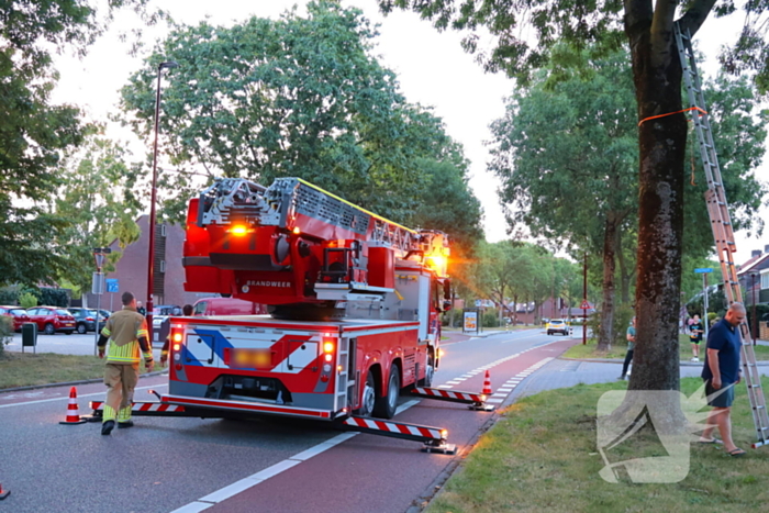 Kat Tigger uit boom gered