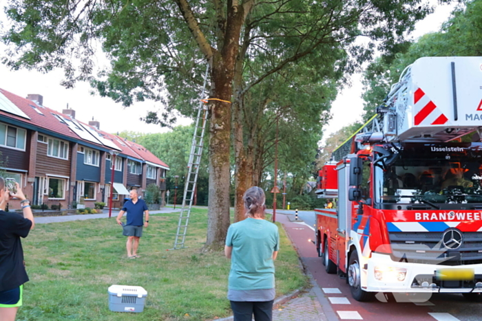 Kat Tigger uit boom gered