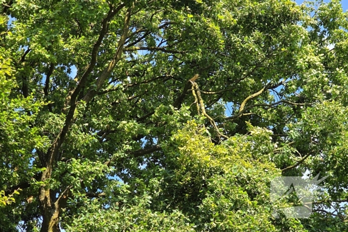 Brandweer verwijdert gevaarlijke hangende tak