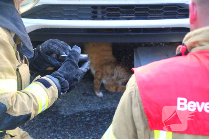 Kat bevrijdt uit motorcompartiment