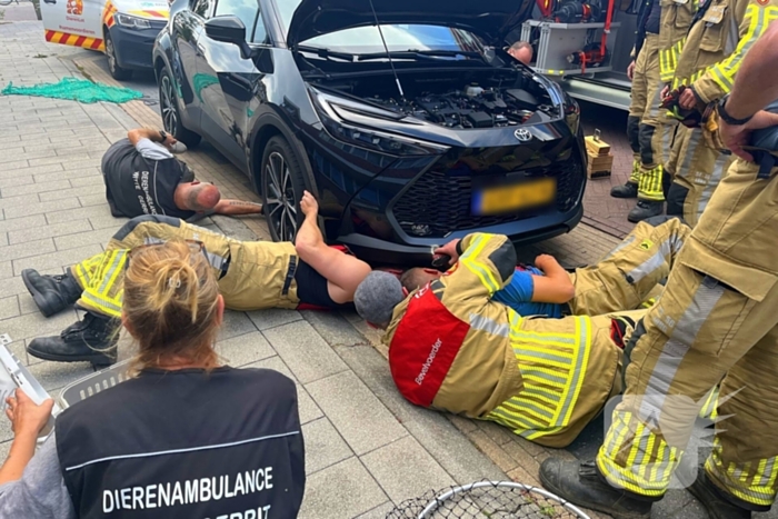 Kat vast in auto, brandweer schiet te hulp