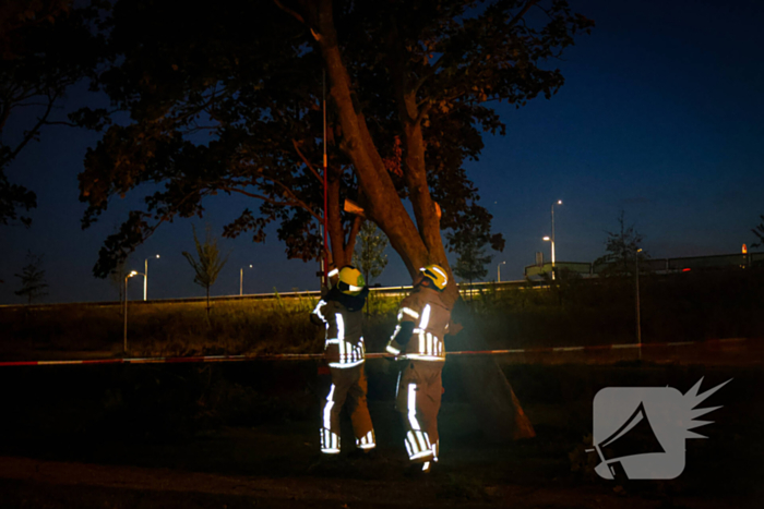 Brandweer zaagt takken van schuinstaande boom af