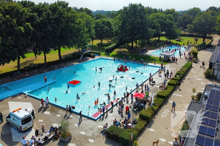 Honden nemen zwembad over tijdens jaarlijkse hondenplons