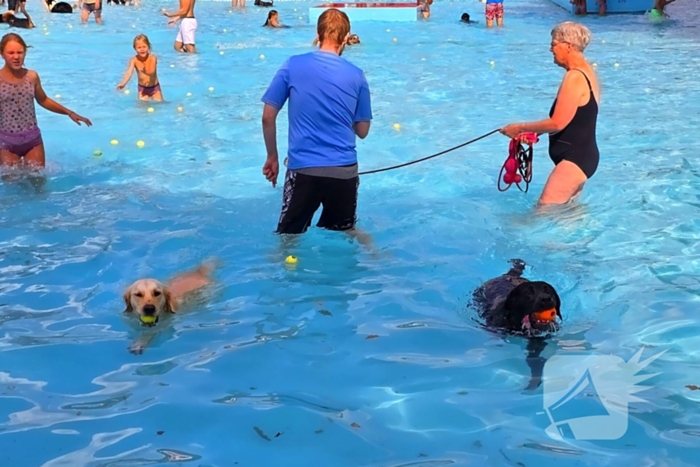 Honden nemen zwembad over tijdens jaarlijkse hondenplons