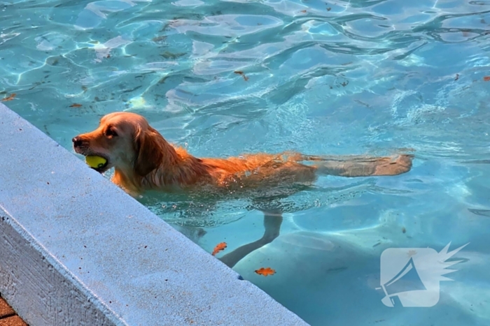 Honden nemen zwembad over tijdens jaarlijkse hondenplons