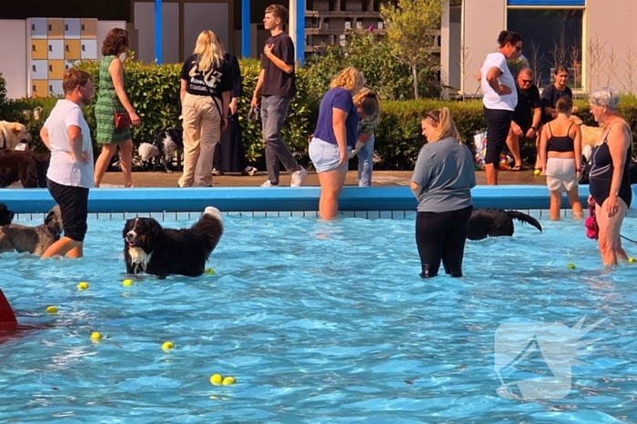 Honden nemen zwembad over tijdens jaarlijkse hondenplons