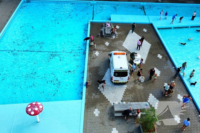 Honden nemen zwembad over tijdens jaarlijkse hondenplons