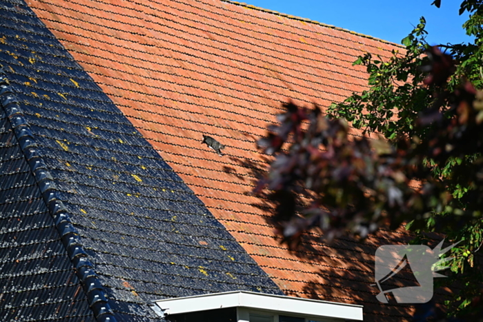 Brandweer inzet voor kitten niet nodig