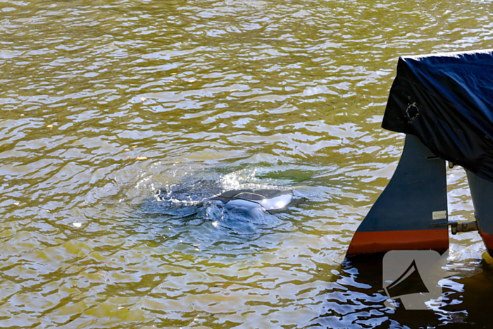 Voertuig te water: eigenaar redt auto zonder slachtoffers