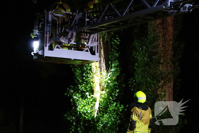 Boom getroffen door blikseminslag