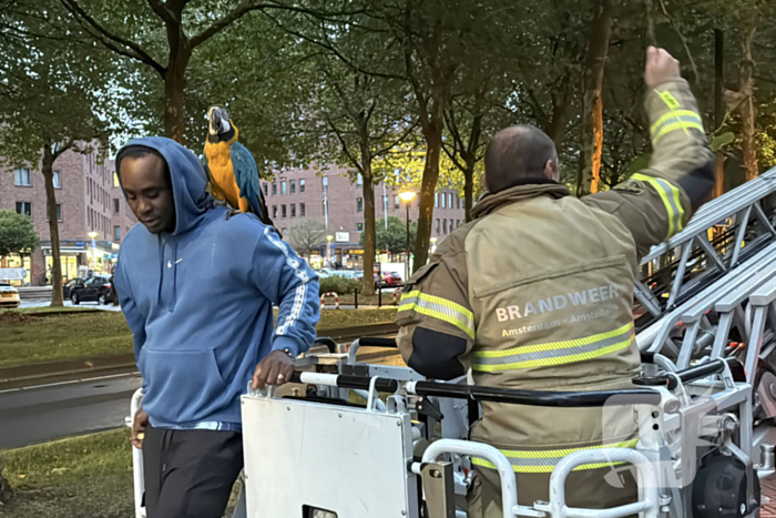 Papegaai uit boom gered