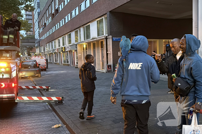 Papegaai uit boom gered