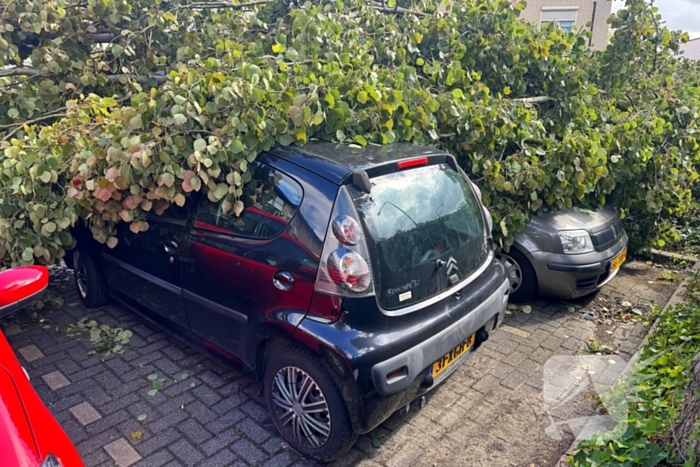 Omgevallen boom beschadigt meerdere auto's