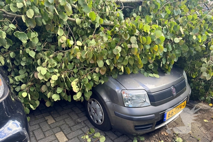 Omgevallen boom beschadigt meerdere auto's