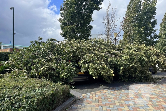 Omgevallen boom beschadigt meerdere auto's