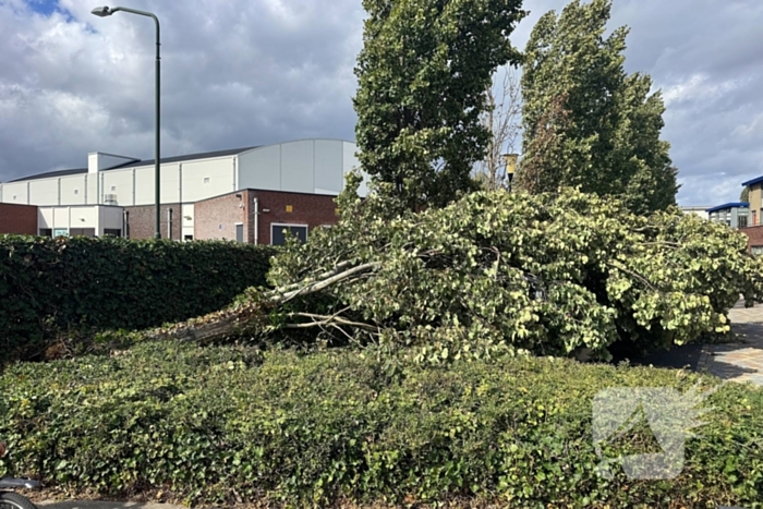 Omgevallen boom beschadigt meerdere auto's