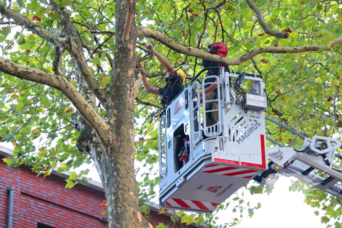 Brandweer verwijdert takken uit boom na natuurincident