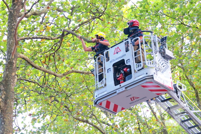 Brandweer verwijdert takken uit boom na natuurincident