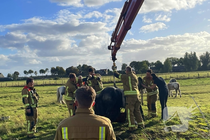 Brandweer takelt paard uit water