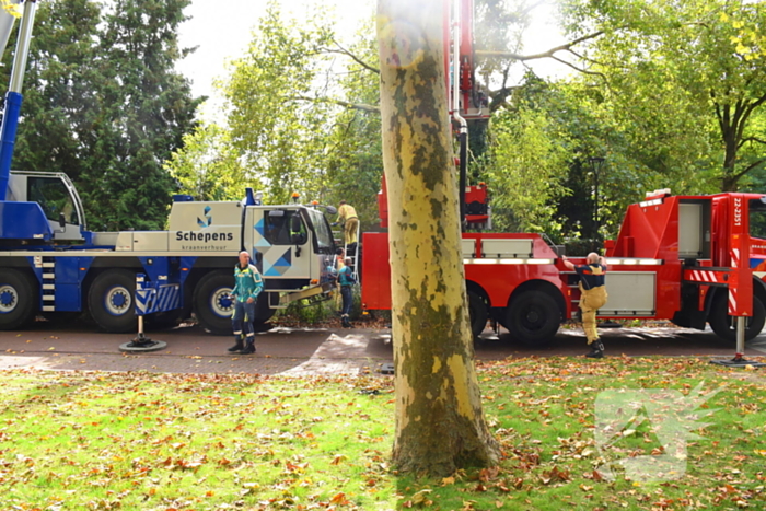Man overlijdt na ongeluk tijdens boom snoeien