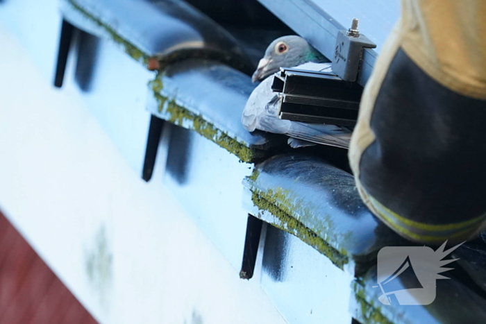 Brandweer redt duif uit benarde situatie