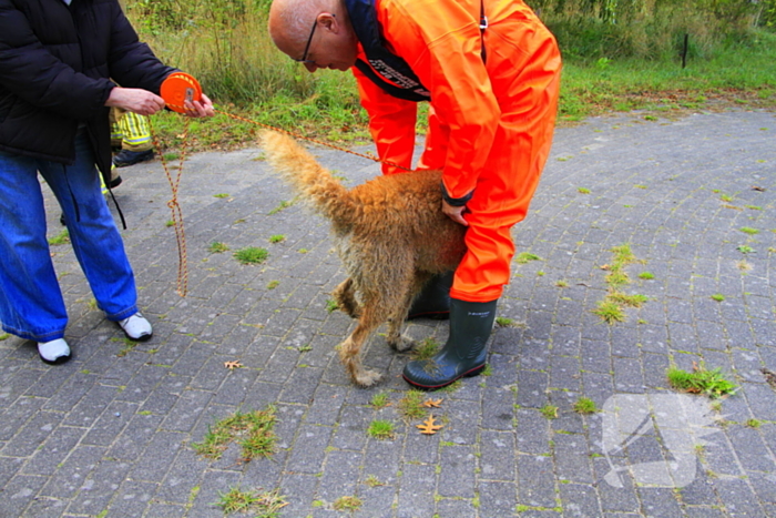 Hondje Rex gered uit water