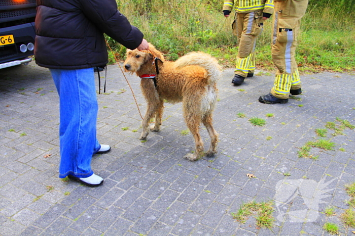 Hondje Rex gered uit water