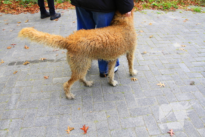 Hondje Rex gered uit water