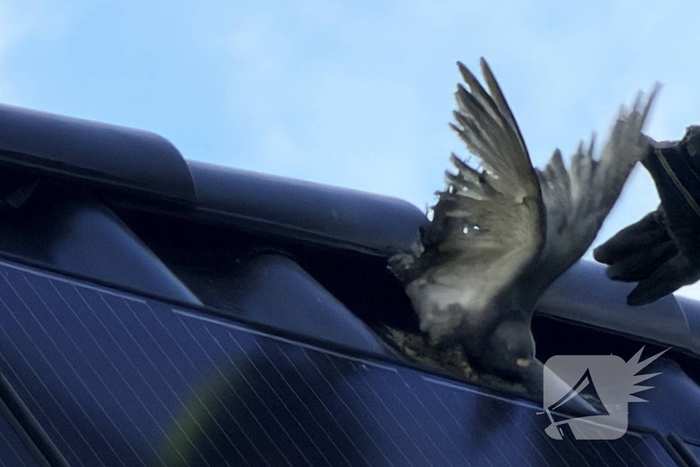 Duif vast aan dakpan