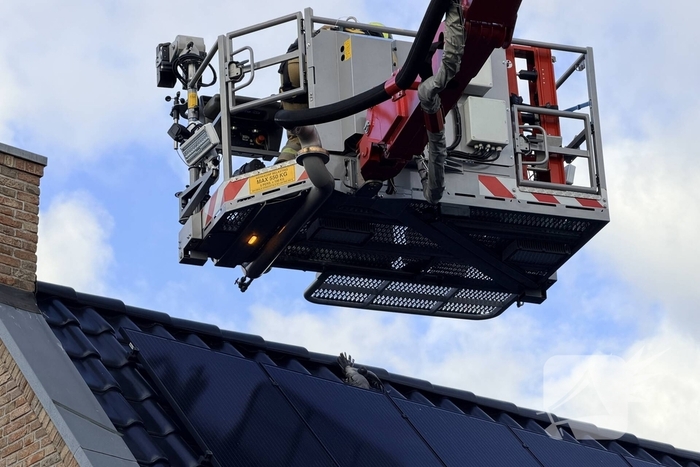 Duif vast aan dakpan