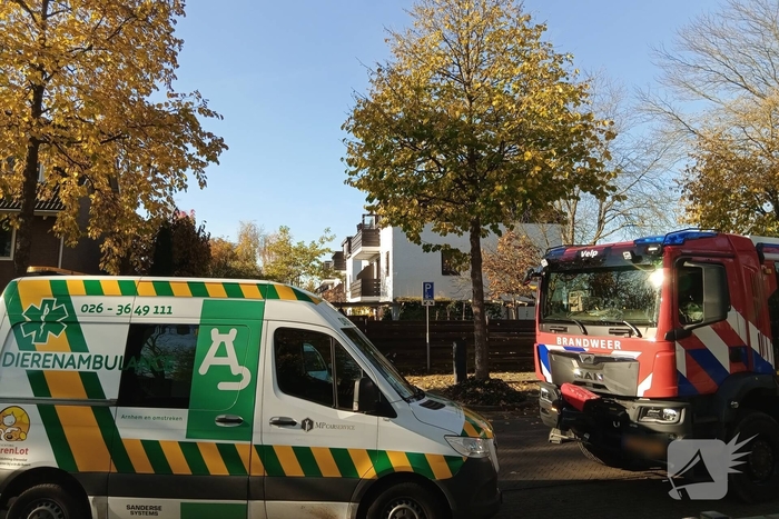 Vogel vast in speeltoestel, hulpdiensten ingezet