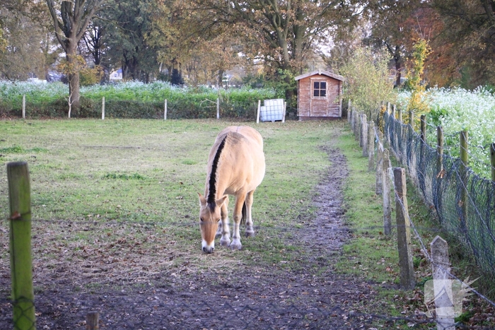 Paard vast tussen prikkeldraad