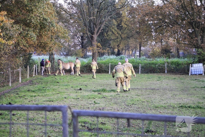 Paard vast tussen prikkeldraad