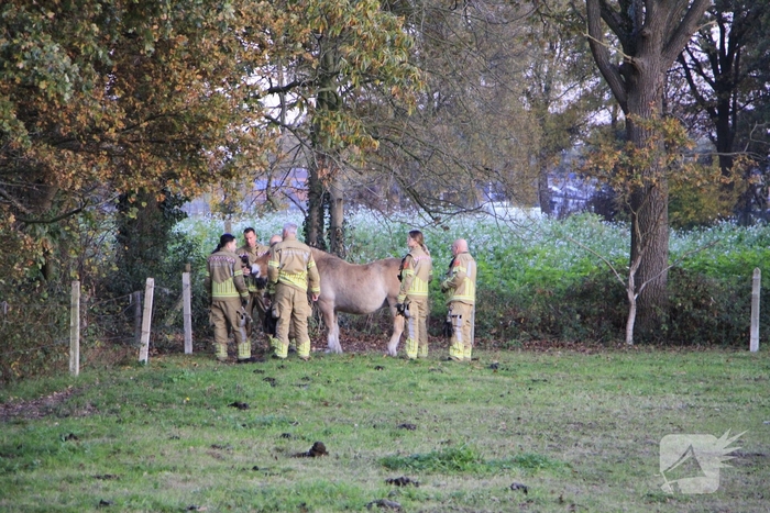 Paard vast tussen prikkeldraad