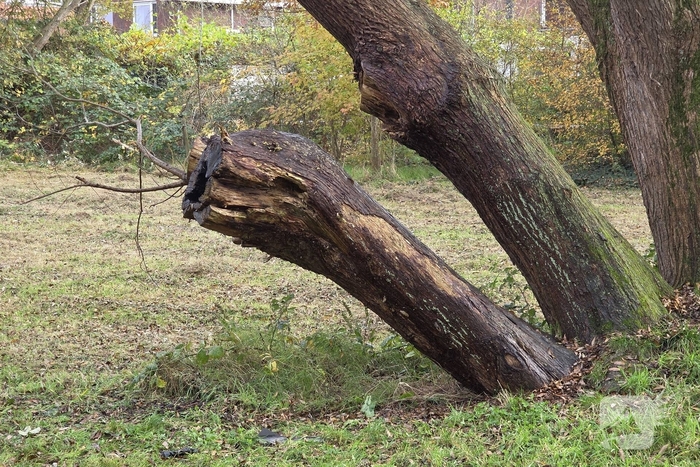Brandweer blust brand in boomstronk