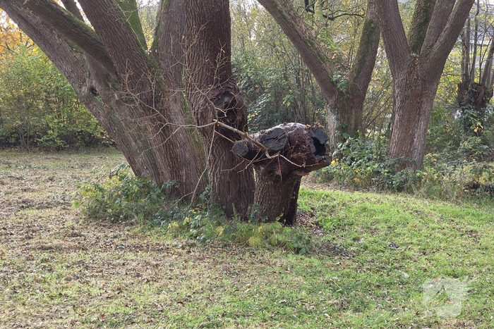 Brandweer blust brand in boomstronk