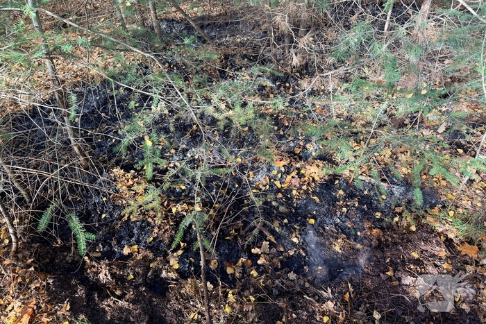 Brand verwoest bosgebied