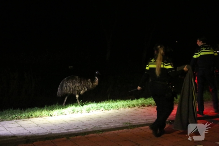 Ontsnapte emoe houdt politie bezig